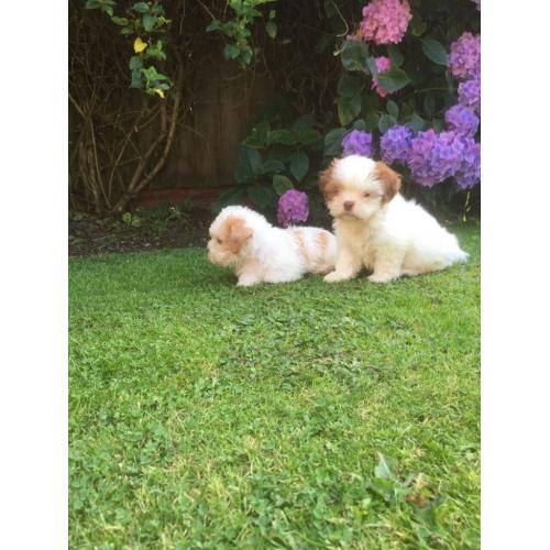 Mini jr X shihtzu puppies