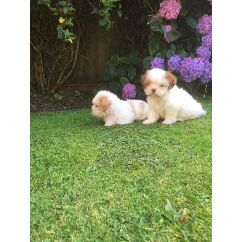 Mini jr X shihtzu puppies