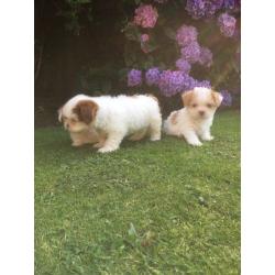 Mini jr X shihtzu puppies