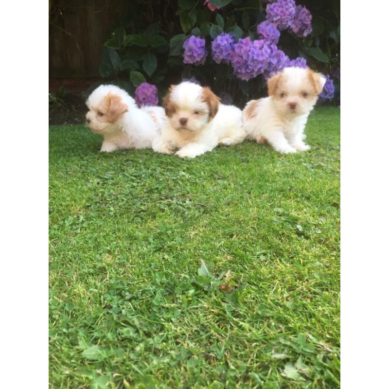 Mini jr X shihtzu puppies