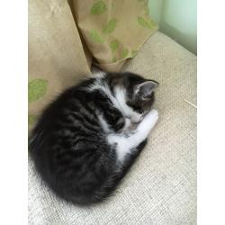 Kittens ready to leave