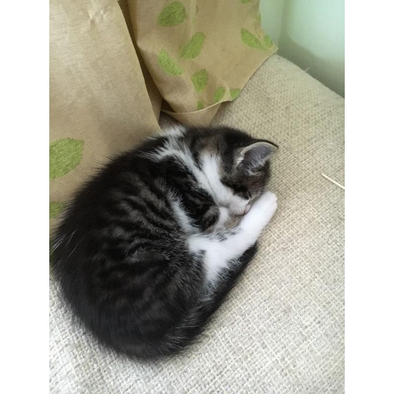 Kittens ready to leave