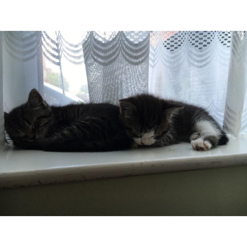 Kittens ready to leave