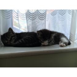 Kittens ready to leave