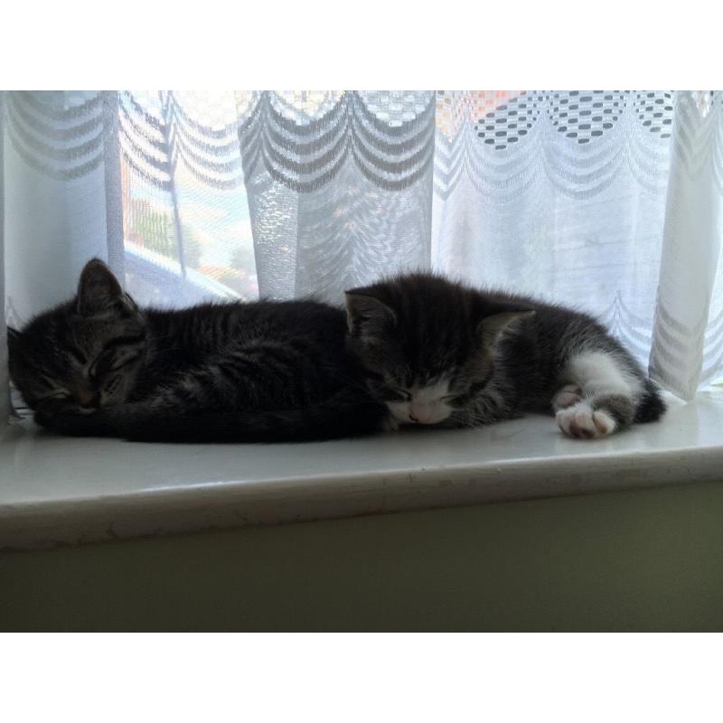 Kittens ready to leave