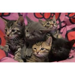 Kittens Cats Male Female Grey Tabby Black