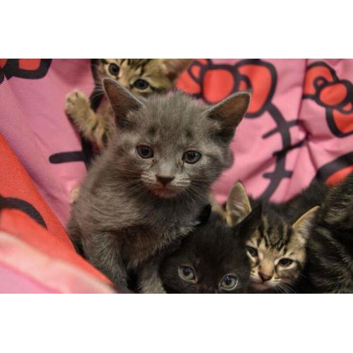 Kittens Cats Male Female Grey Tabby Black