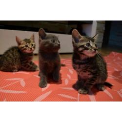 Kittens Cats Male Female Grey Tabby Black