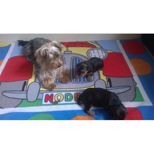 Yorkshire terrier puppies