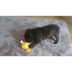 Staffy puppy