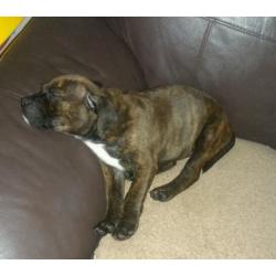 Staffy puppy