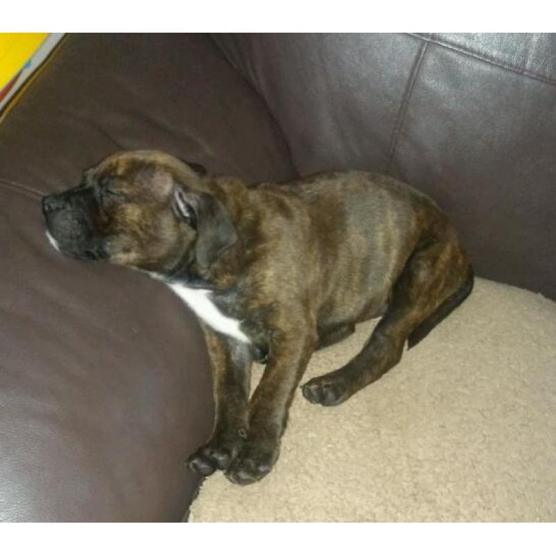 Staffy puppy