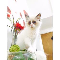 Rangdoll kittens