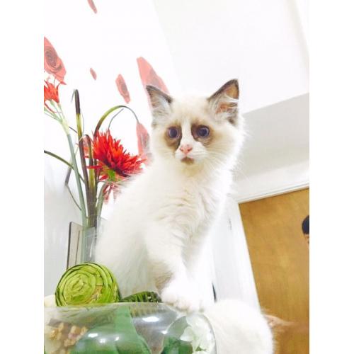 Rangdoll kittens