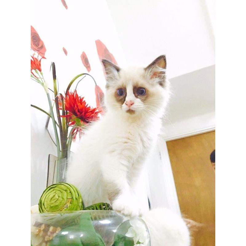 Rangdoll kittens