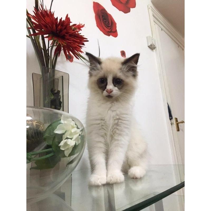 Rangdoll kittens