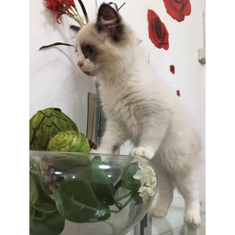 Rangdoll kittens