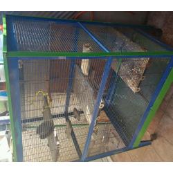 cage and birds for sale