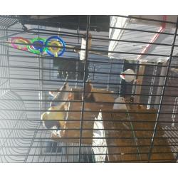 cage and birds for sale
