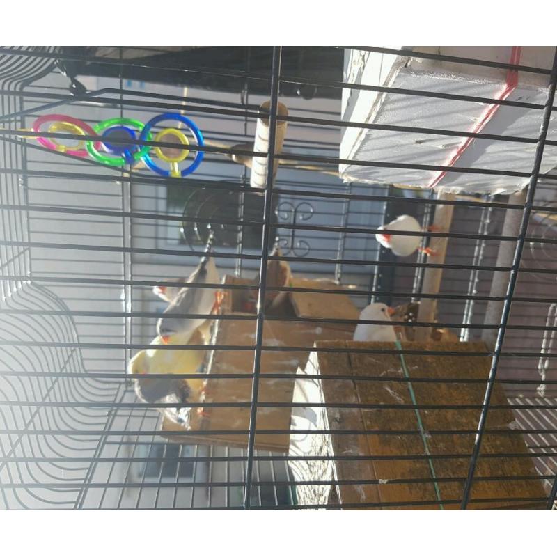 cage and birds for sale