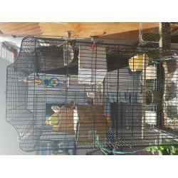 cage and birds for sale