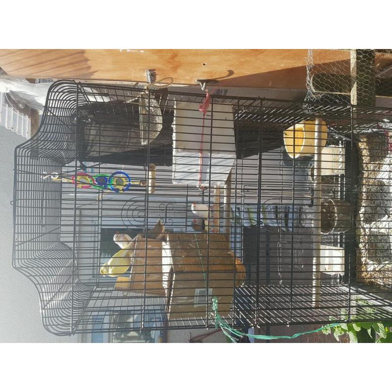cage and birds for sale