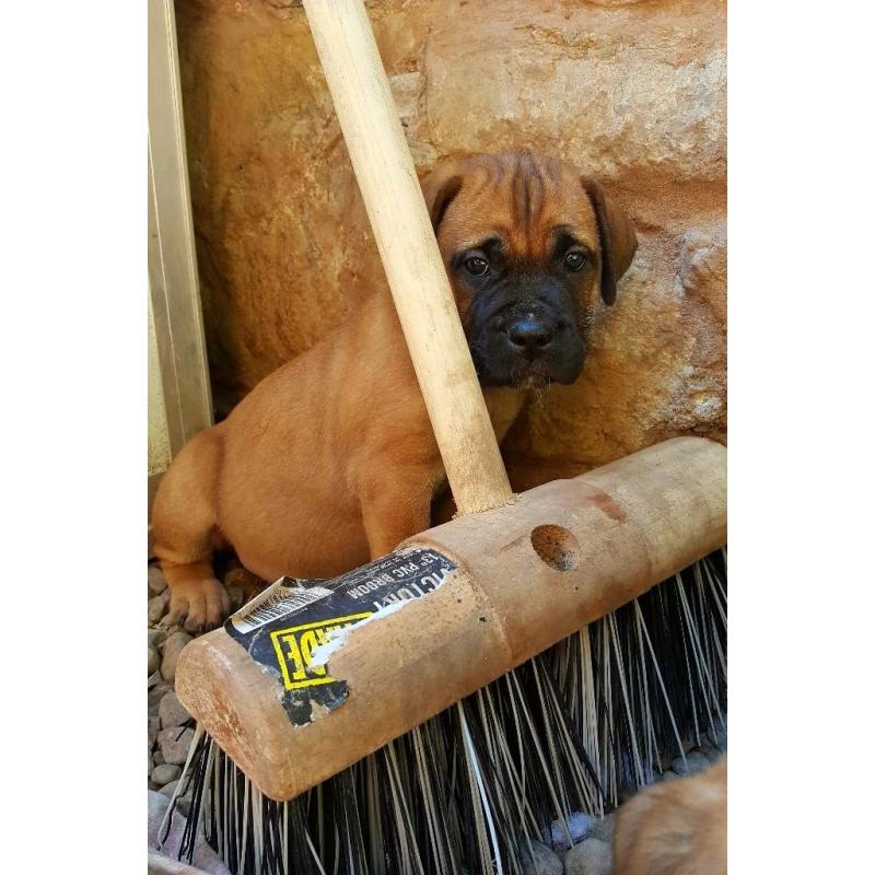 South African Mastiff (boerboel)