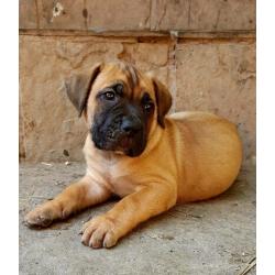 South African Mastiff (boerboel)