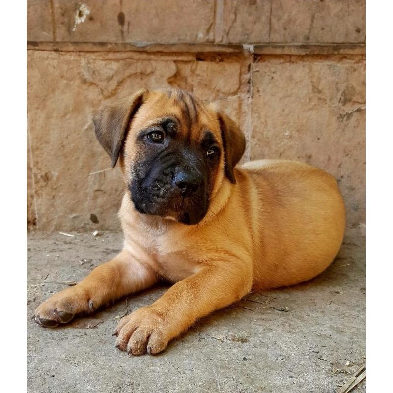 South African Mastiff (boerboel)