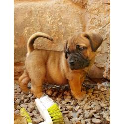 South African Mastiff (boerboel)