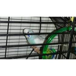 Friendly budgie