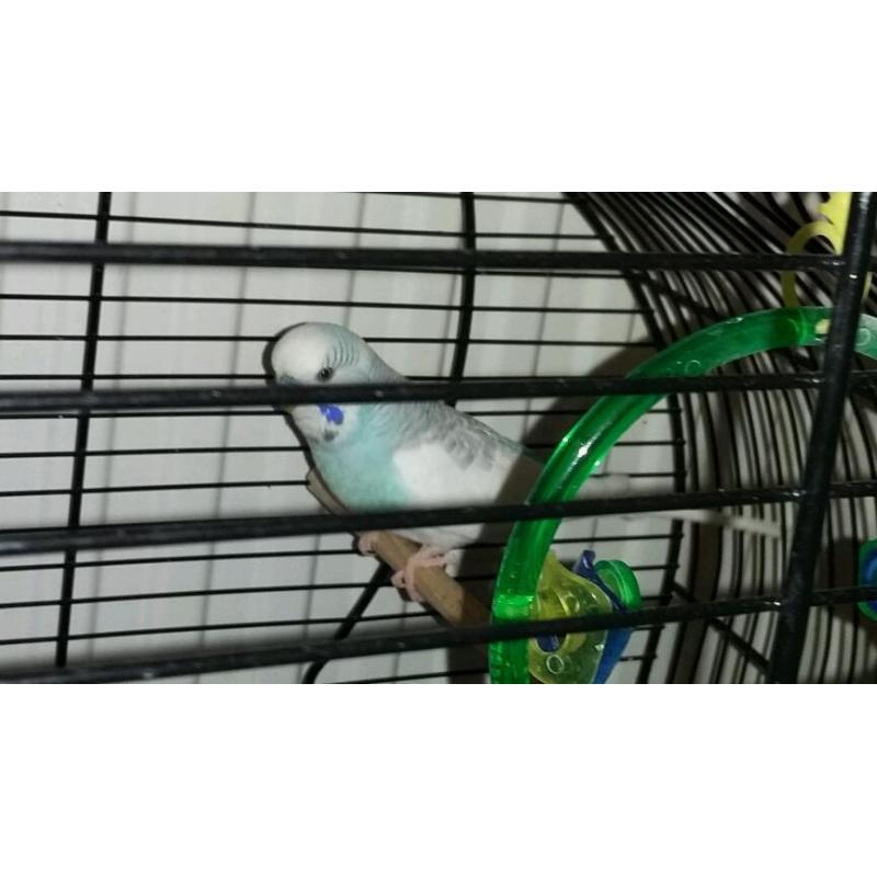Friendly budgie