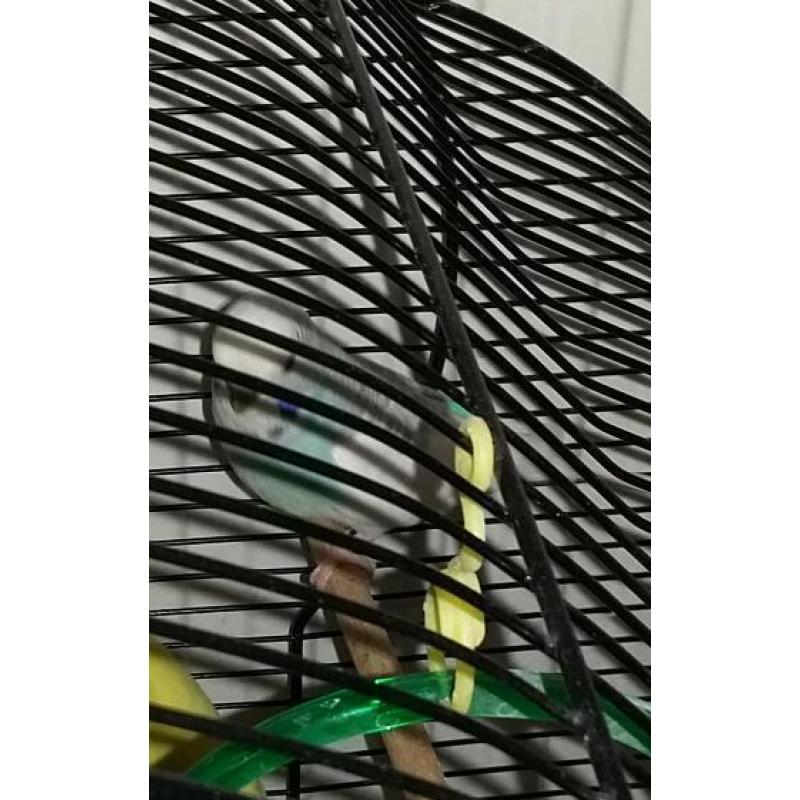 Friendly budgie