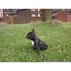Nice French Bulldog!!!