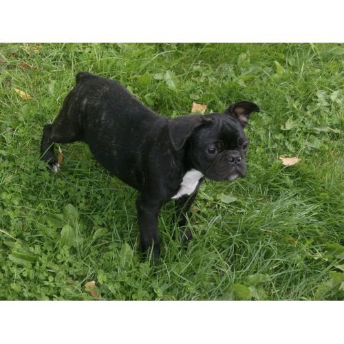 Nice French Bulldog!!!
