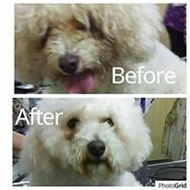 Dog Grooming