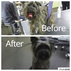 Dog Grooming