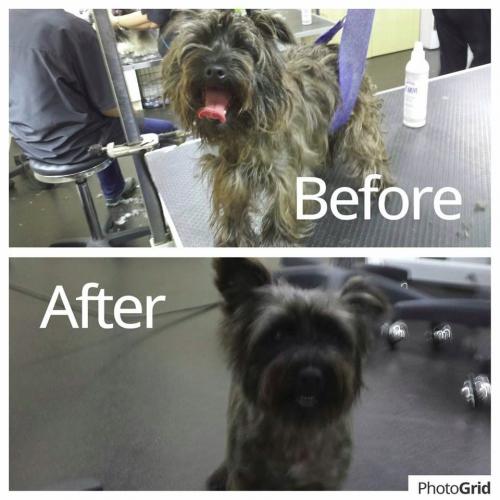 Dog Grooming