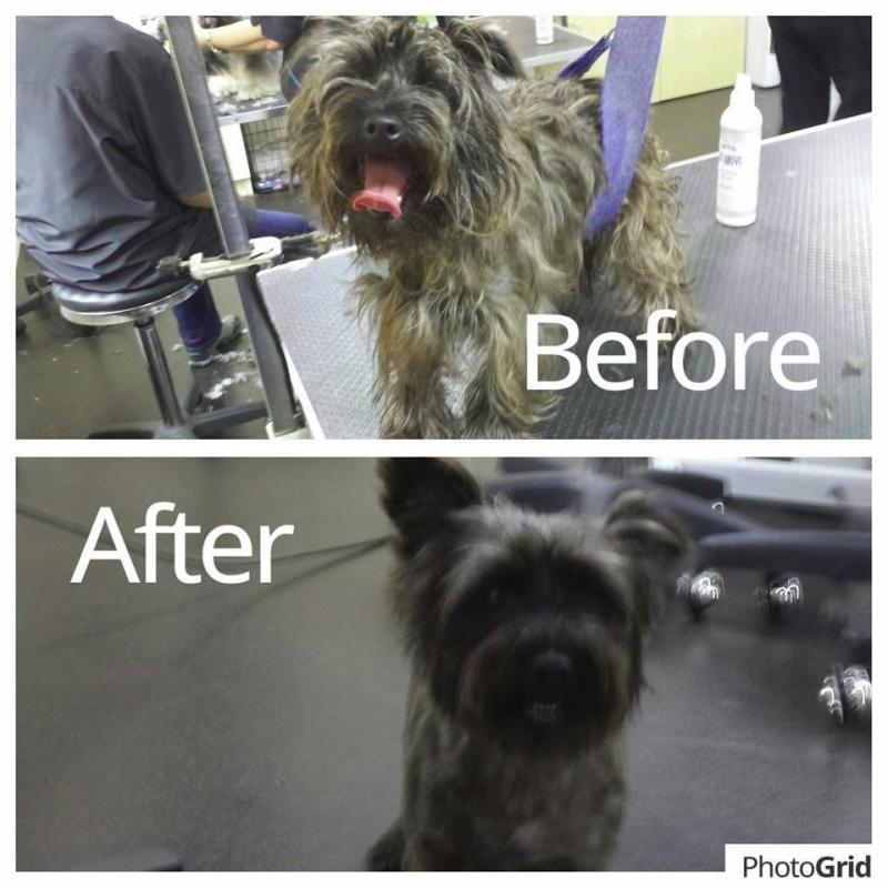Dog Grooming