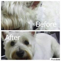 Dog Grooming