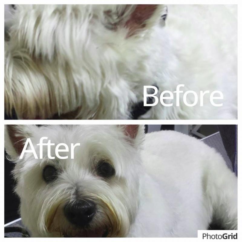 Dog Grooming