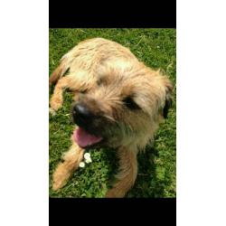 Best Friend needs a new home