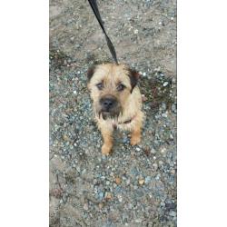 Best Friend needs a new home