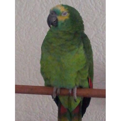 2 Yr old Blue fronted Amazon parrot