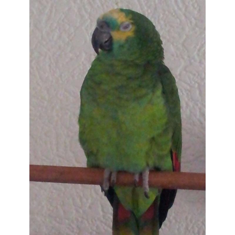 2 Yr old Blue fronted Amazon parrot