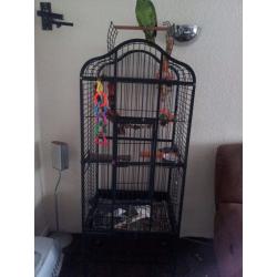 2 Yr old Blue fronted Amazon parrot