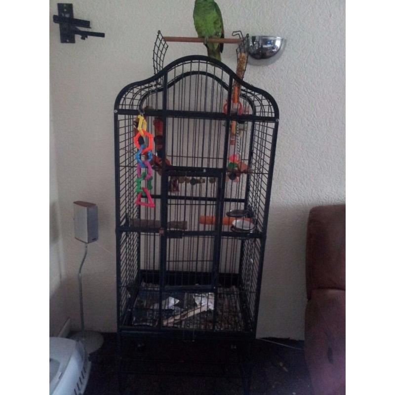 2 Yr old Blue fronted Amazon parrot