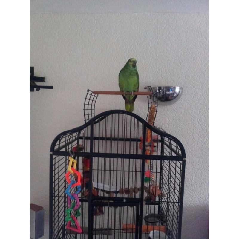 2 Yr old Blue fronted Amazon parrot