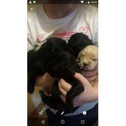 Cocker spaniel pups for sale