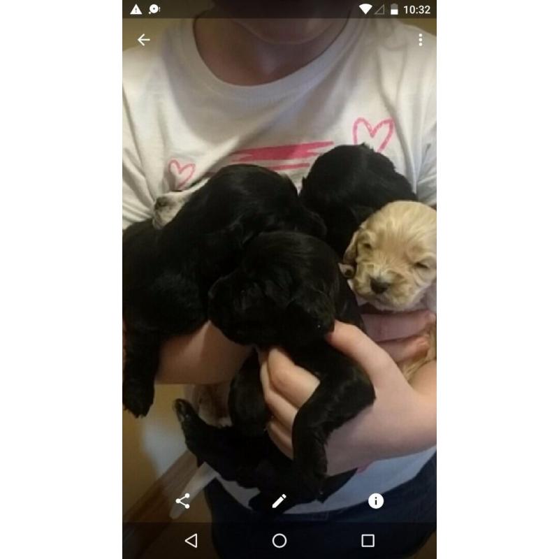 Cocker spaniel pups for sale